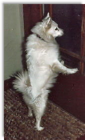 My loving companion of over 20 years, Snowball My loving companion of over 20 years, Snowball